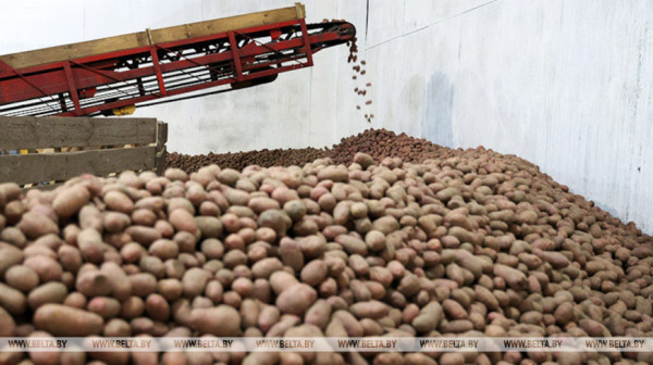 Аграрии Беларуси планируют вырастить более 1 млн т картофеля