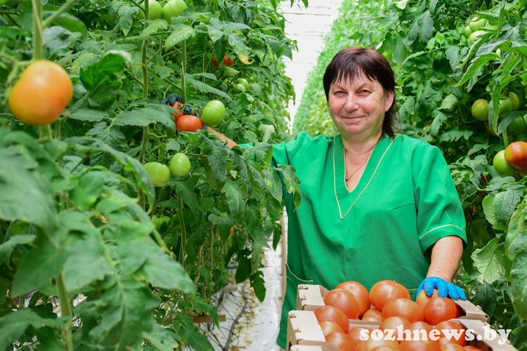 Урожай свежих овощей из теплиц КСУП «Брилево»: сезон со вкусом черри