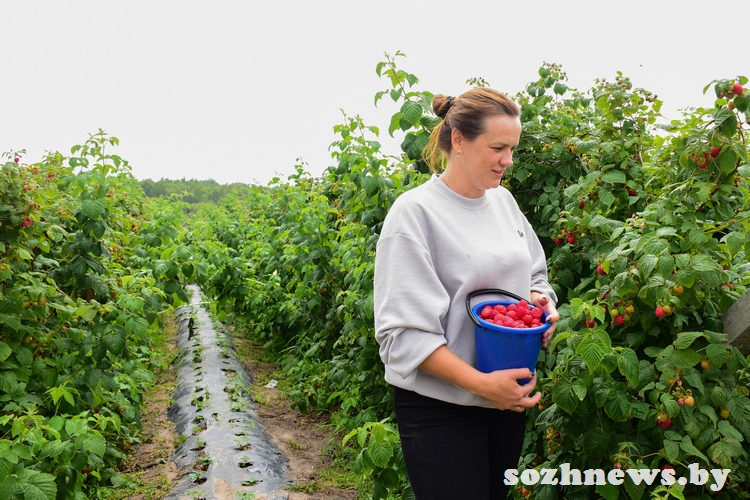 Бизнес на селе: как семья Поленок выращивает самую вкусную малину в Гомельском районе