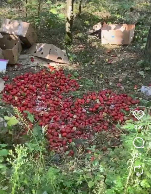 И снова «подкинули»: велосипедист обнаружил груды выброшенных помидоров в лесу под Борцом