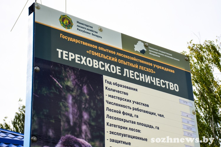 Профессионалы лесного дела: история и достижения работников Тереховского лесничества